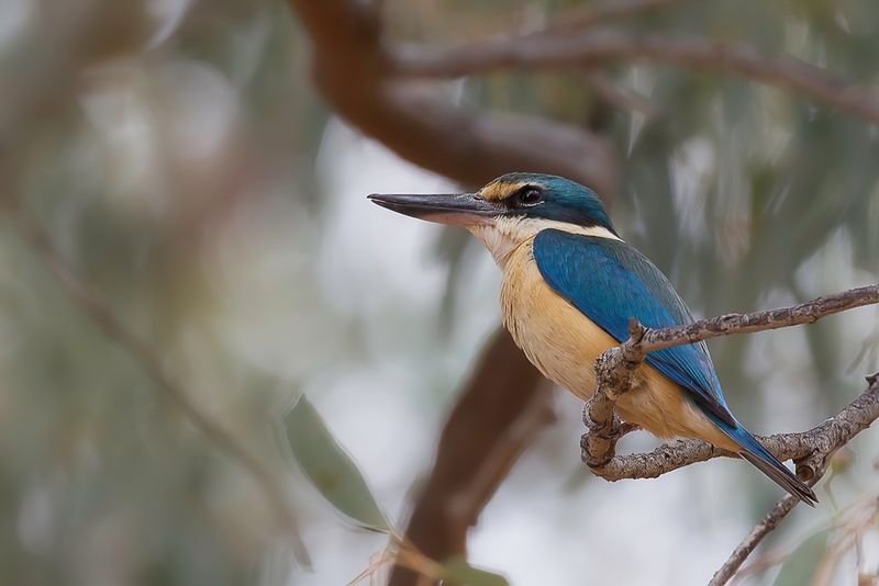 Sacred Kingfisher
