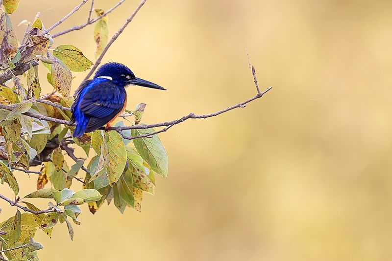 Shining-blue Kingfisher
