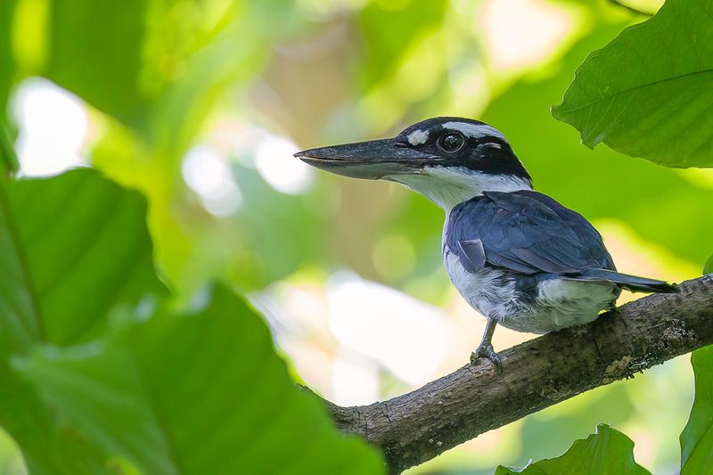 Sombre Kingfisher