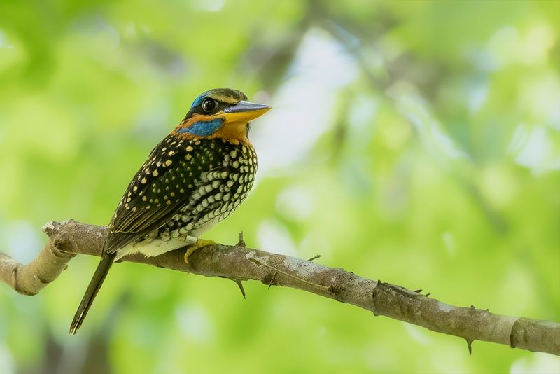 Spotted Wood Kingfisher