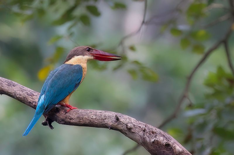 Stork-billed Kingfisher