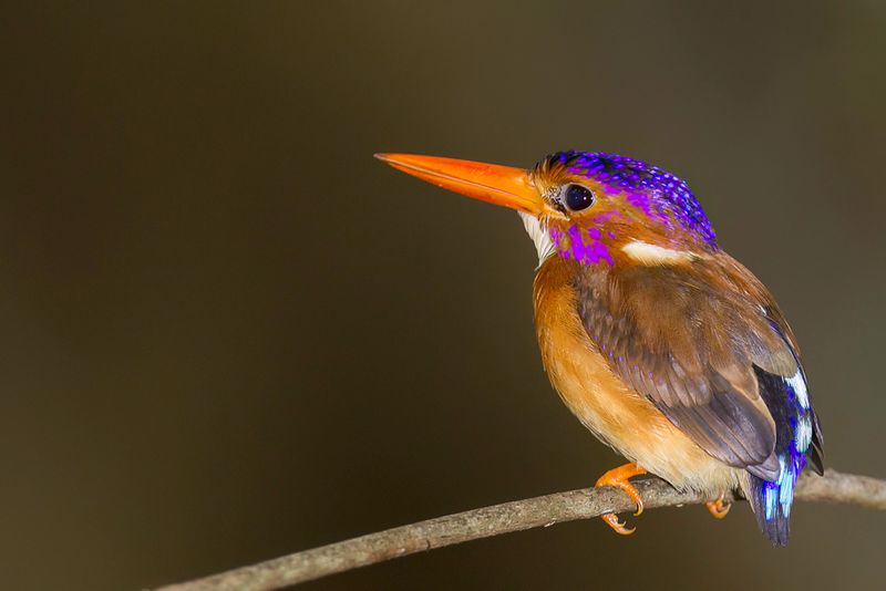 Sulawesi Dwarf Kingfisher