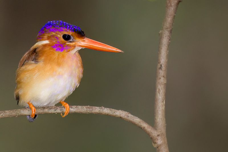 Sulawesi Dwarf Kingfisher
