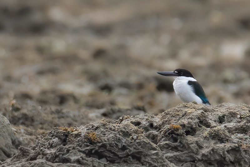 Torresian Kingfisher