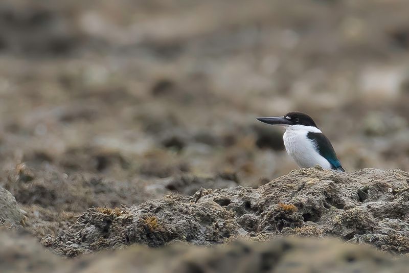 Torresian Kingfisher