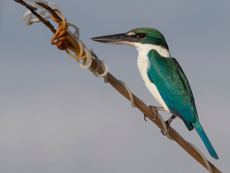 White-collared Kingfisher
