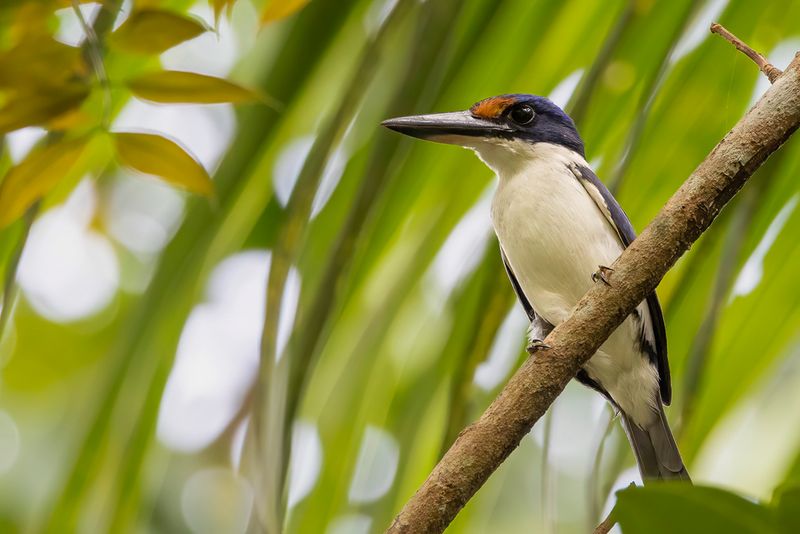 Winchell's Kingfisher
