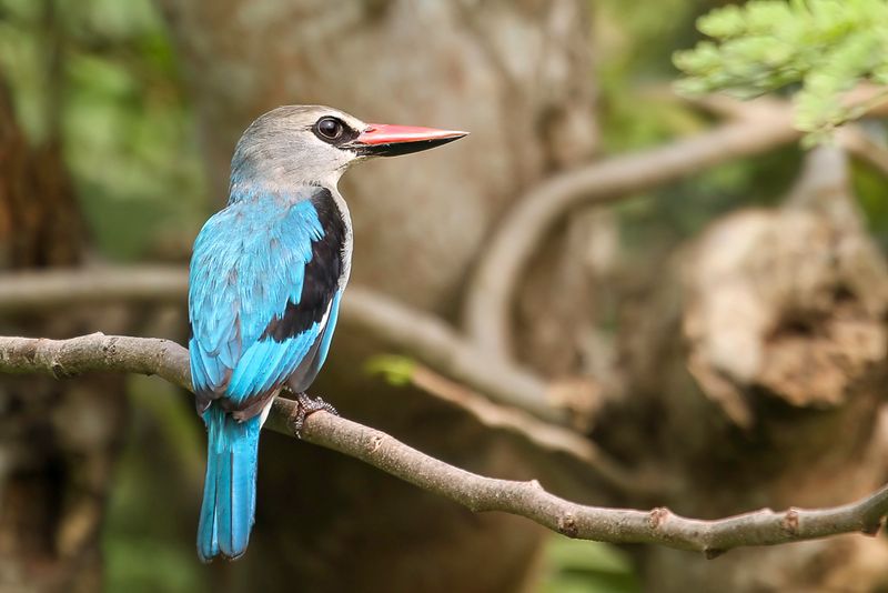 Woodland Kingfisher