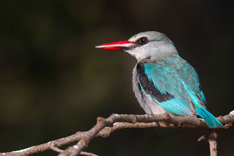Woodland Kingfisher