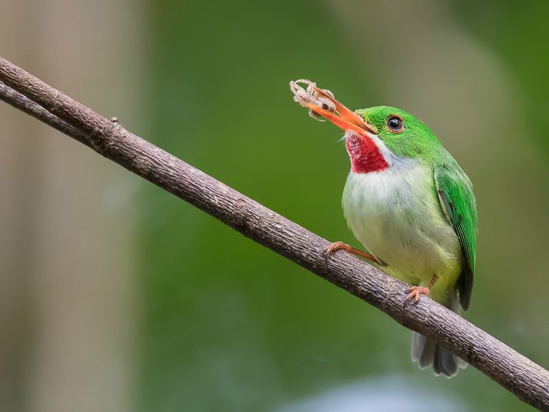 Jamaican Tody