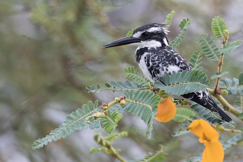 Pied Kingfisher (f)