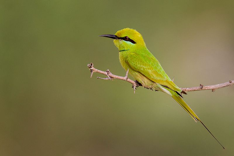 African Green Bee-eater
