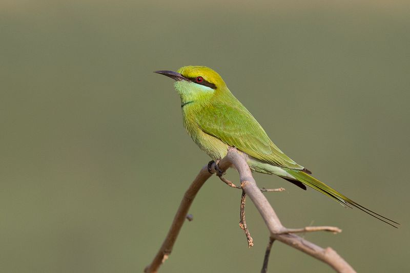 Asian Green Bee-eater