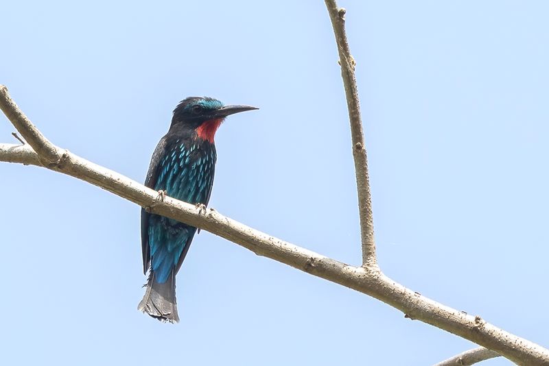 Black Bee-eater