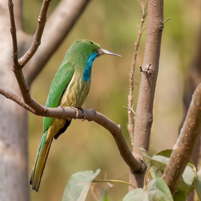 Blue-bearded Bee-eater