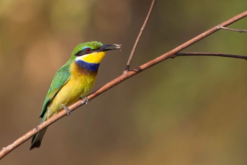 Blue-breasted Bee-eater