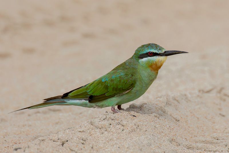 Blue-cheeked Bee-eater