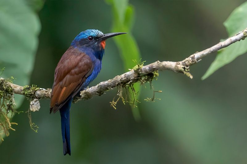 Blue-headed Bee-eater