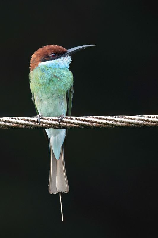 Blue-throated Bee-eater