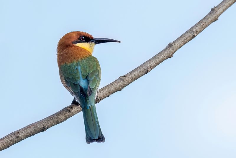 Chestnut-headed Bee-eater