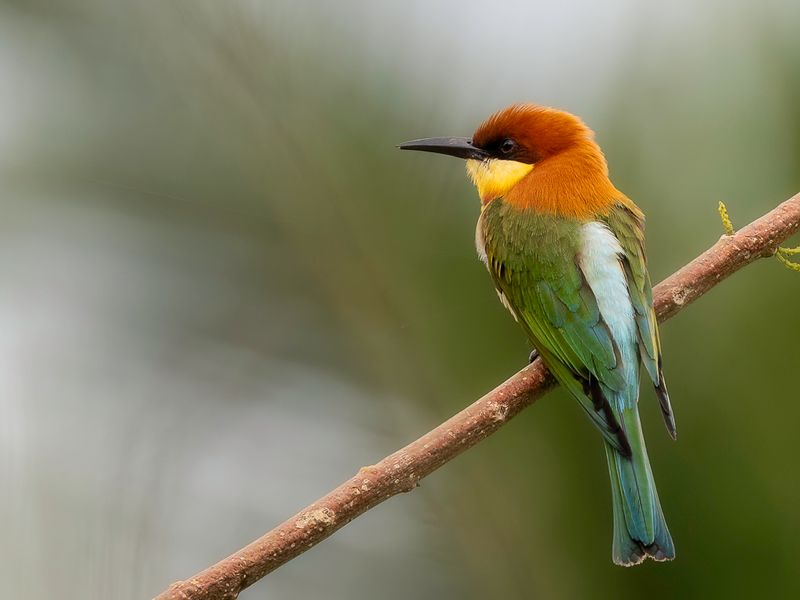 Chestnut-headed Bee-eater