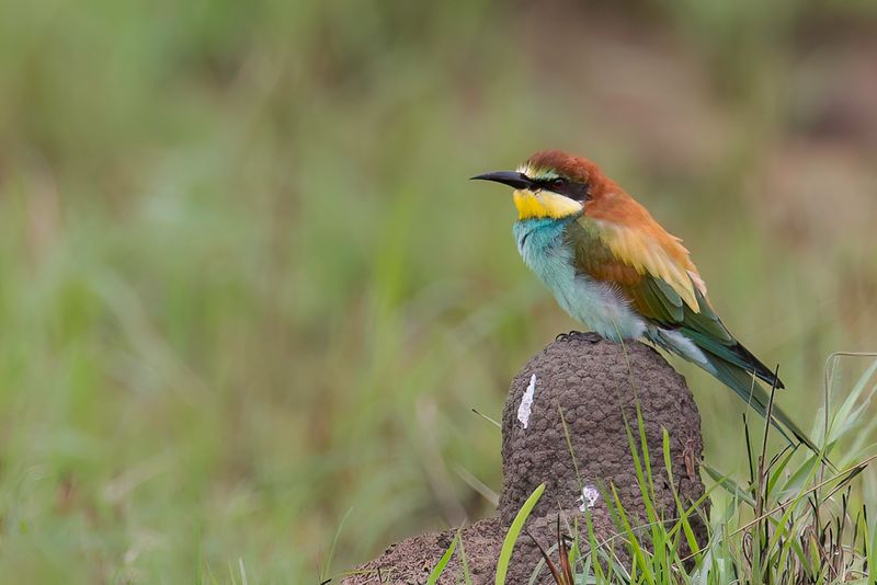 European Bee-eater