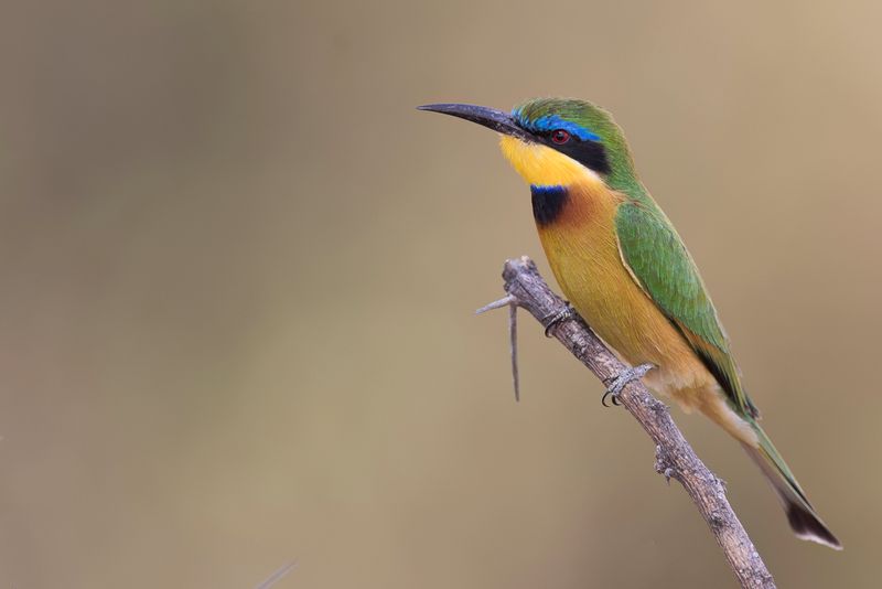 Little Bee-eater