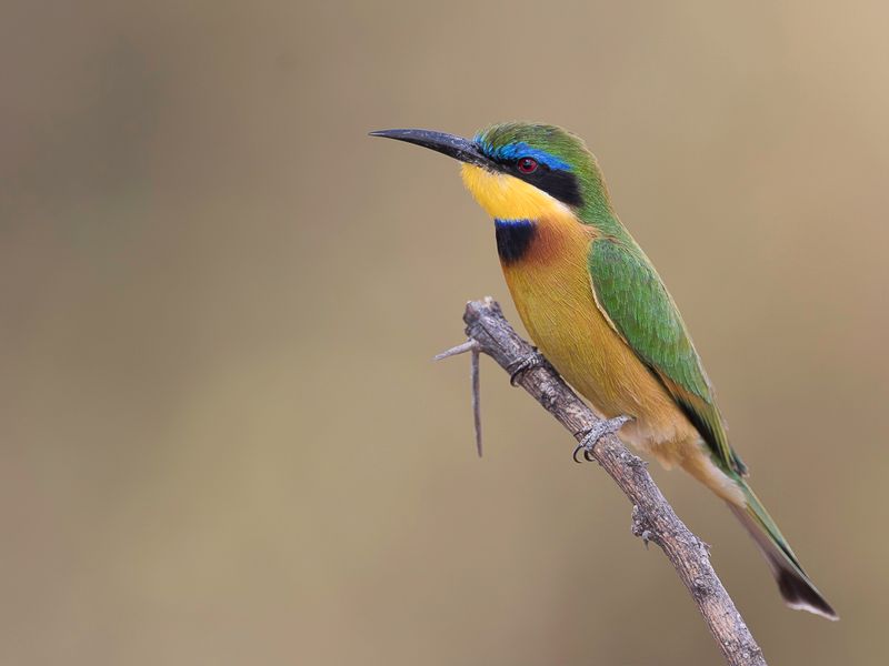Little Bee-eater