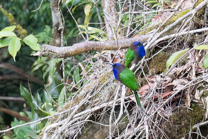 Purple-bearded Bee-eater