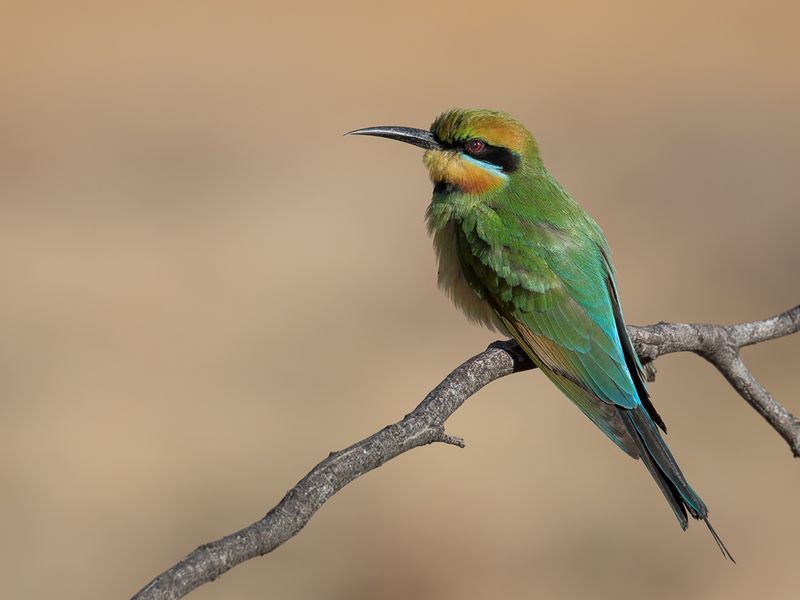Rainbow Bee-eater