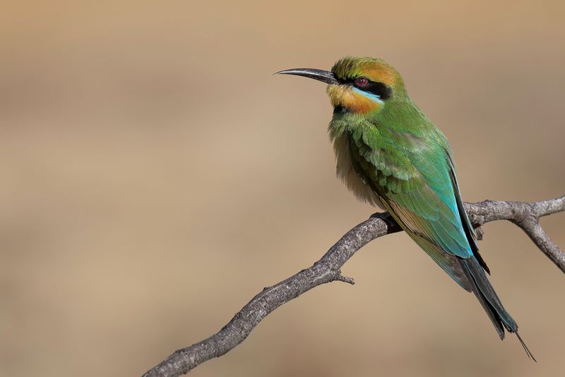Rainbow Bee-eater