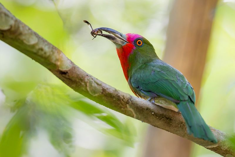 Red-bearded Bee-eater