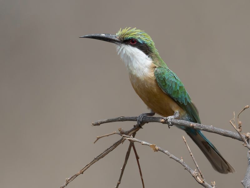 Somali Bee-eater