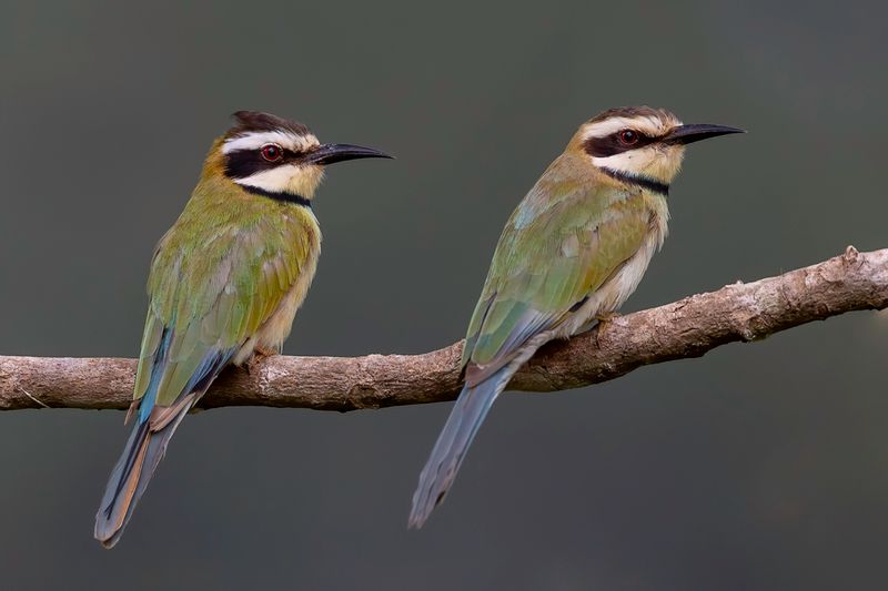 White-throated Bee-eater