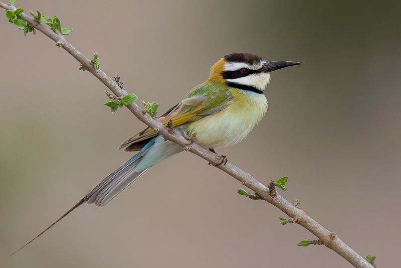 White-throated Bee-eater