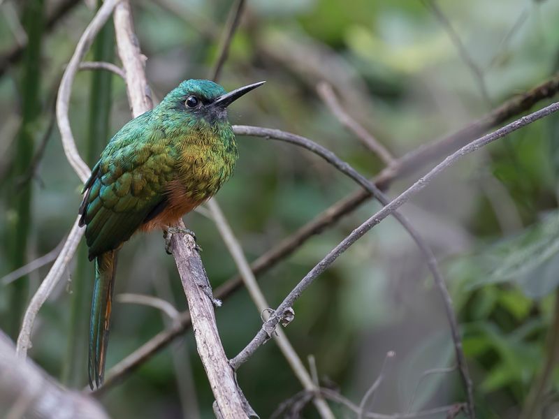 Bluish-fronted Jacamar