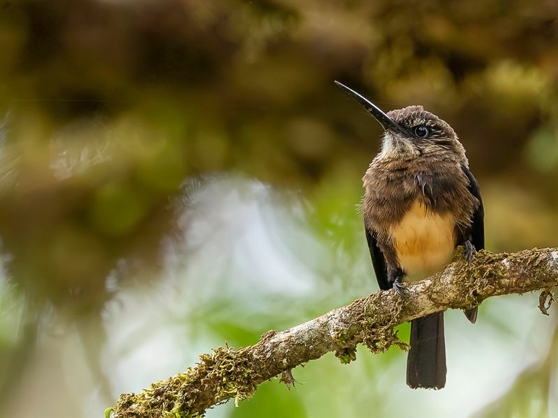 Brown Jacamar