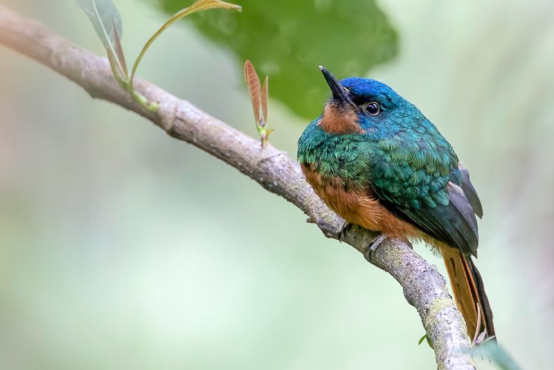Coppery-chested Jacamar (f)