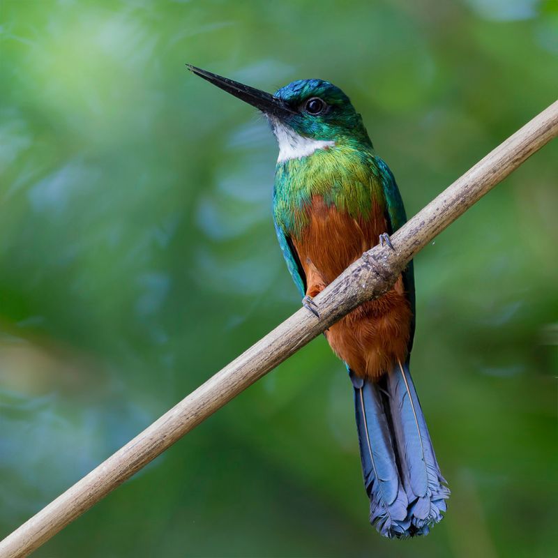 Green-tailed Jacamar