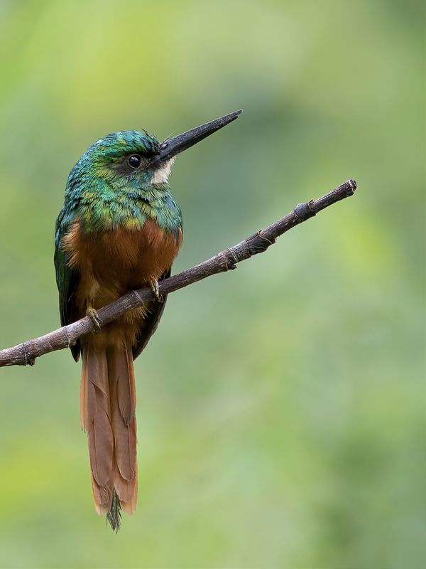 Rufous-tailed Jacamar (m)