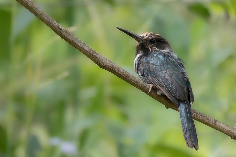 Three-toed Jacamar