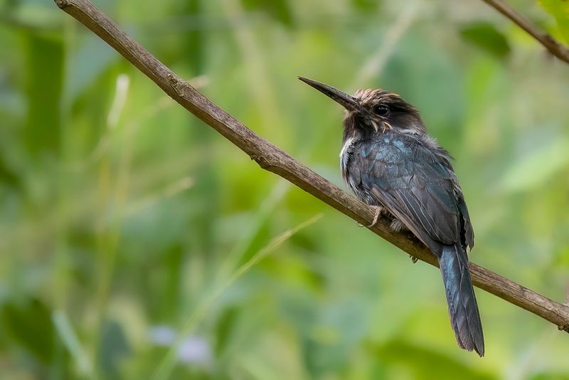 Three-toed Jacamar