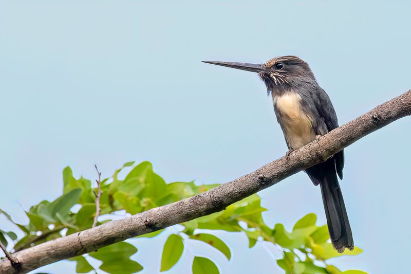 Three-toed Jacamar