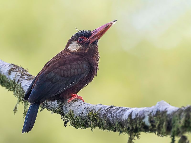 White-eared Jacamar
