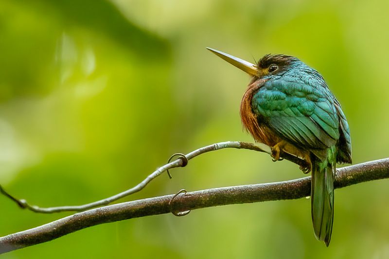 Yellow-billed Jacamar