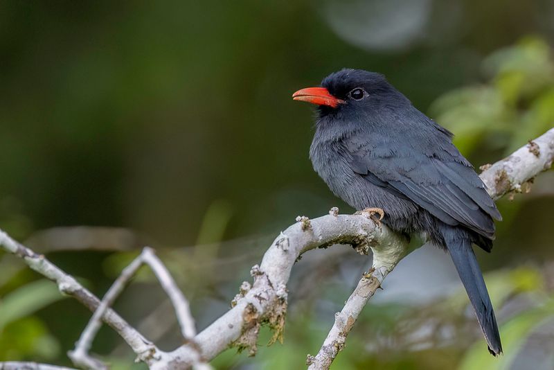 Black-fronted Nunbird