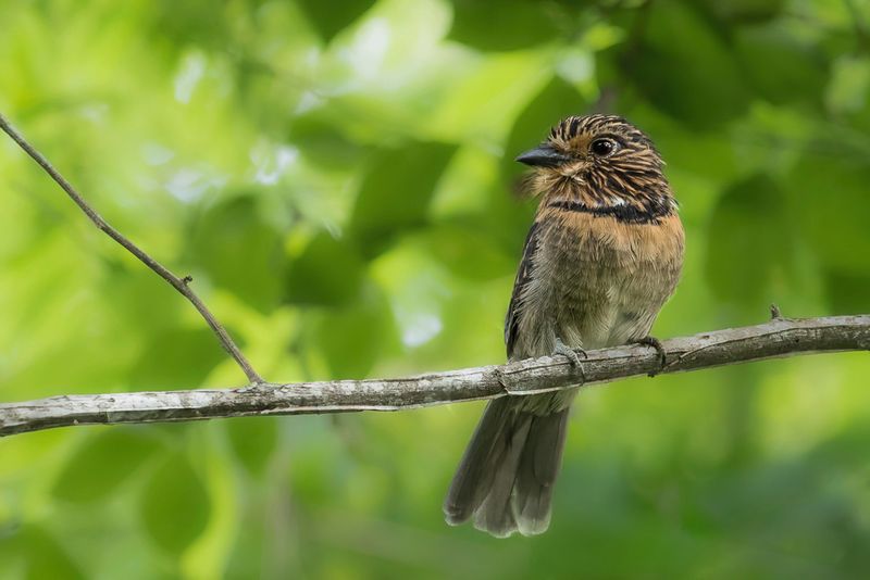 Crescent-chested Puffbird