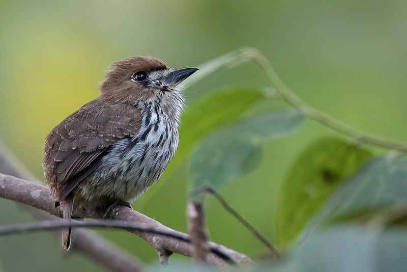 Lanceolated Monklet