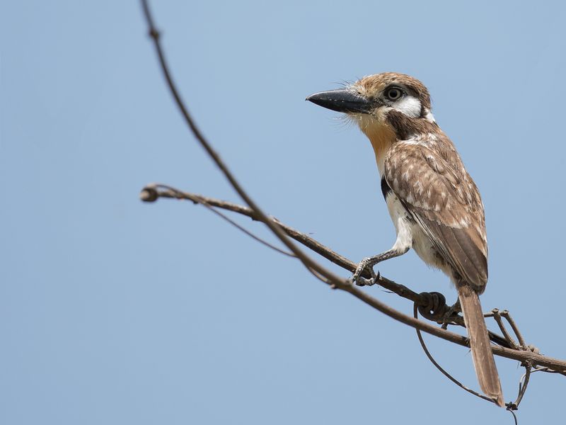 Russet-throated Puffbird