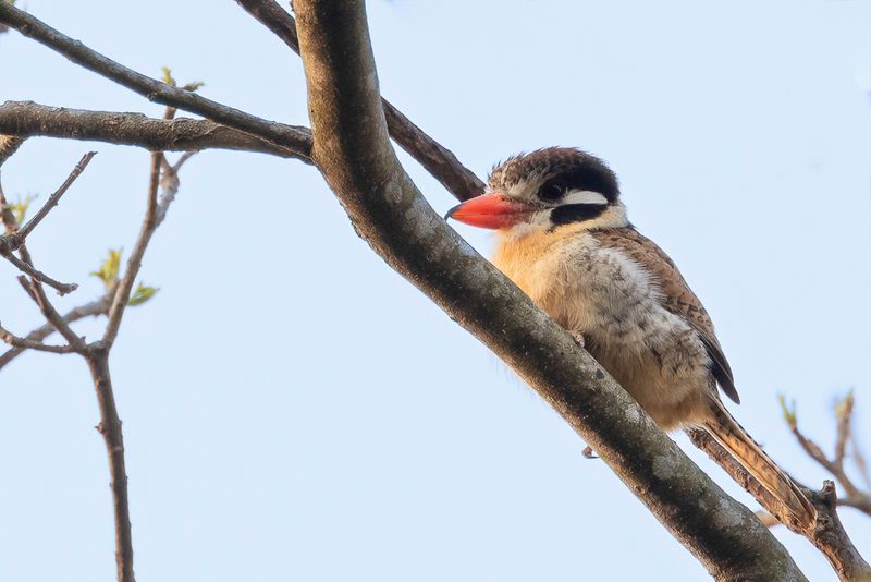 White-eared Puffbird